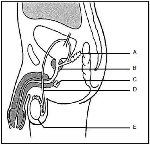4.2 The diagram below shows the structure of a male reproductive system of human. Study the diagram and answer the questions that follow. 4.2.1 Give labels for and. (2) 4.2.2 State ONE function of the secretion from part labelled.