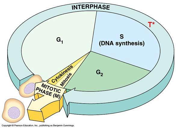 Cell Cycle Three General Phases 3 Interphase G1 phase Gap phase #1 S phase DNA