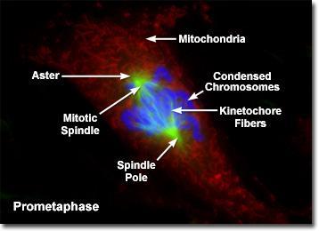 Mitotic Phase (Mitosis) Prometaphase 9 How do the sister chromatids become attached to the spindle?