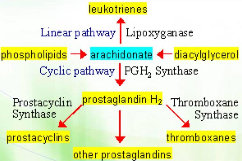 These eicosanoids are important because they're signaling molecules and therefore affect the cell's function. Prostaglandins: Don't memorize these structures.