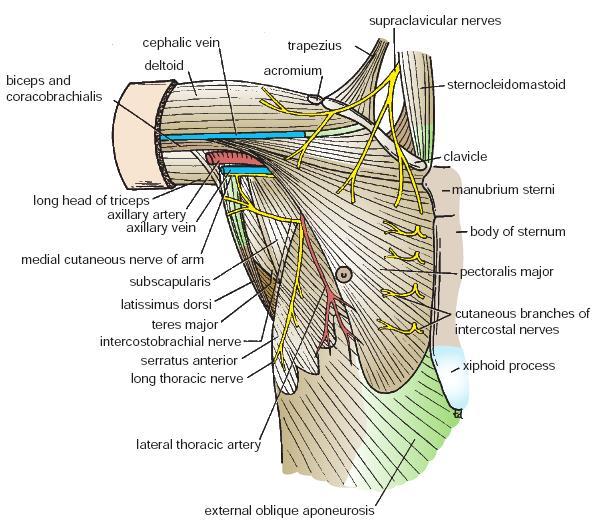 Walls of the axilla. Anterior walls is formed by -pectoralis major, subclavius and pectoralis minor muscles.