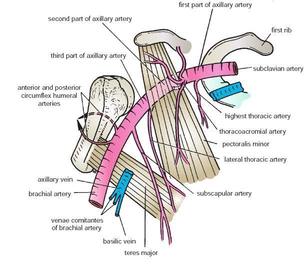 In the picture above pectoralis minor muscle and axillary artery.