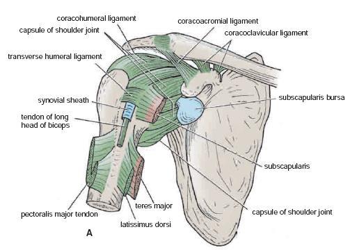 Shoulder joint has ligaments Glenohumeral ligaments (superior, inferior and middle glenohumeral ligaments) Transverse humeral ligament Corachohumeral ligament Which are three weak bands of fibrous