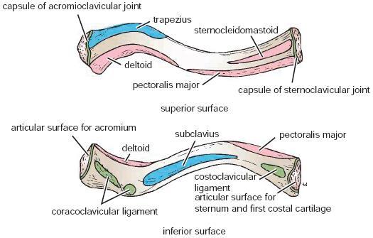 Now each muscle is attached to two sites there is site of origin and site of insertion,