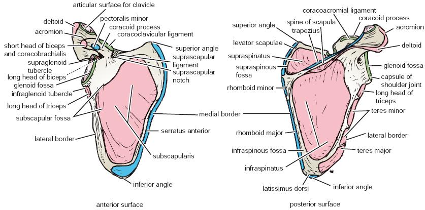 . this is the clavicle, The deltoid muscle takes its origin from the lateral part of the