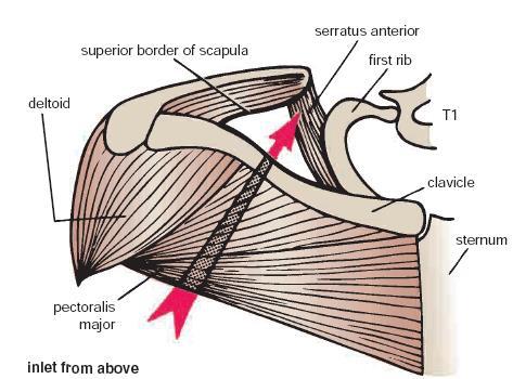 -the lower end of the axilla is called Base, is bounded *in front by the anterior axillary fold, called also the anterior axillary line (formed by the lower boarder of the