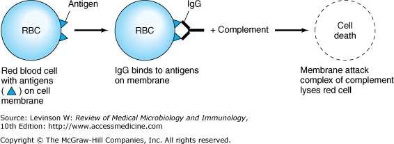The antibody (IgG or IgM) attaches to the antigen via its