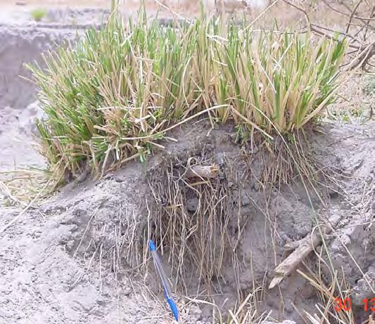 VETIVER COMPARED TO NATIVE LOMANDRA Lomandra a native plant commonly found on the edge of drainage lines and watercourses in Queensland and NSW.