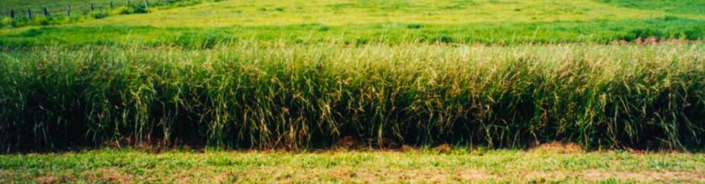 VETIVER GRASS Vetiver (Chrysopogon zizanioides) is a fast growing perennial grass with a vast interlinked root system and strong stems, which together create a miracle plant with the capacity to
