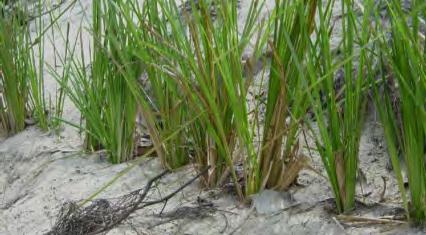 Therefore, in application of Vetiver in areas close to high tide levels, it is beneficial to use it in combination with other salt