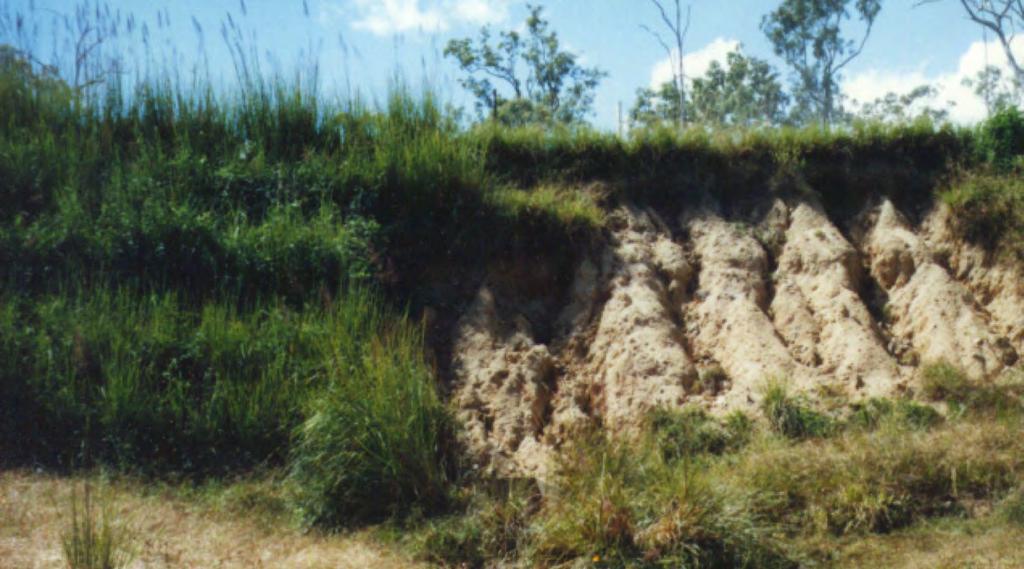 VETIVER SYSTEM FOR EROSION CONTROL AND PROTECTION The application of Vetiver as a bioengineering tool in water-based situations, for stabilisation, protection and disaster mitigation, has been