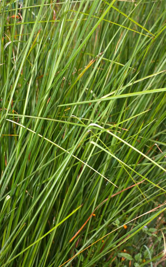 ROOTS Below the surface the dense, deep and penetrating root system of Vetiver grass can reach vertical depths of 5+ metres, binding and reinforcing soil shear strength by up to 45%.