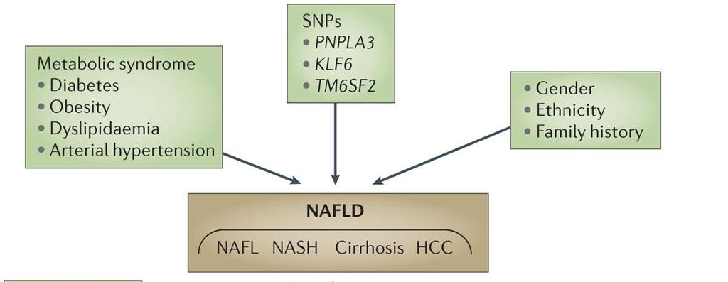 Factors associated with NAFLD development and progression Factors determining the prognosis of NAFLD Patients with fibrosis, regardless of steatohepatitis or NAFLD activity score, had shorter