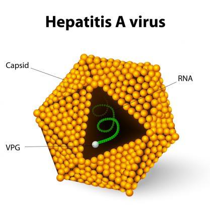 Hepatitis A virus (HAV) The main characteristics of hepatitis A are: faecal-oral spread relatively short incubation period sporadic or epidemic