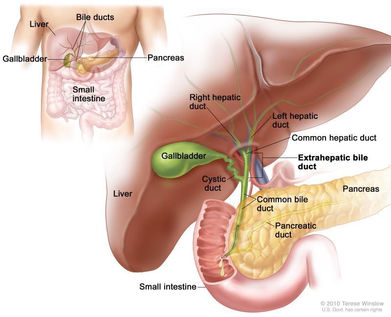 The biliary tract Are the organs and ducts that make and store bile The biliary tract includes