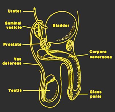 of the vas Ureter Seminal vesicle Prostate Vas deferens Testis Bladder Absent Wolffian duct derivatives mildest form of cystic fibrosis 1-2% Corpora of male infertility cavernosa CFTR