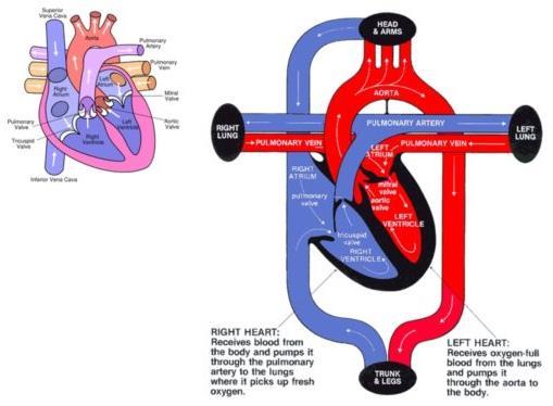 NSB603 Intrductin t Cardithracic Nursing Lecture 1a HEART OBJECTIVES Describe pathphysilgy f heart failure, CAD, angina/mi List Rx fr angina/mi Evaluate effectiveness f interventins HEART PATHWAY Frm