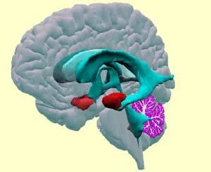 amygdalae (shown in red in the drawing here). Each amygdala is located close to the hippocampus, in the frontal portion of the temporal lobe.