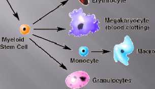The immune system starts with hematopoietic (from Greek, "bloodmaking") stem cells.