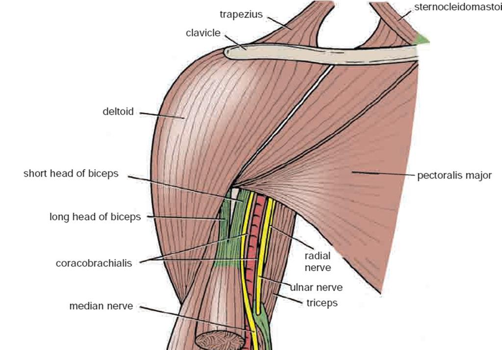 Ulnar Nerve Originate from the medial cord of the brachial plexus.
