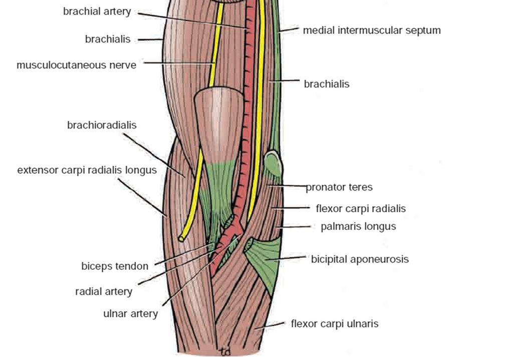 coracobrachialis, the nerve pierces the medial fascial septum, accompanied by the superior ulnar collateral artery, and enters