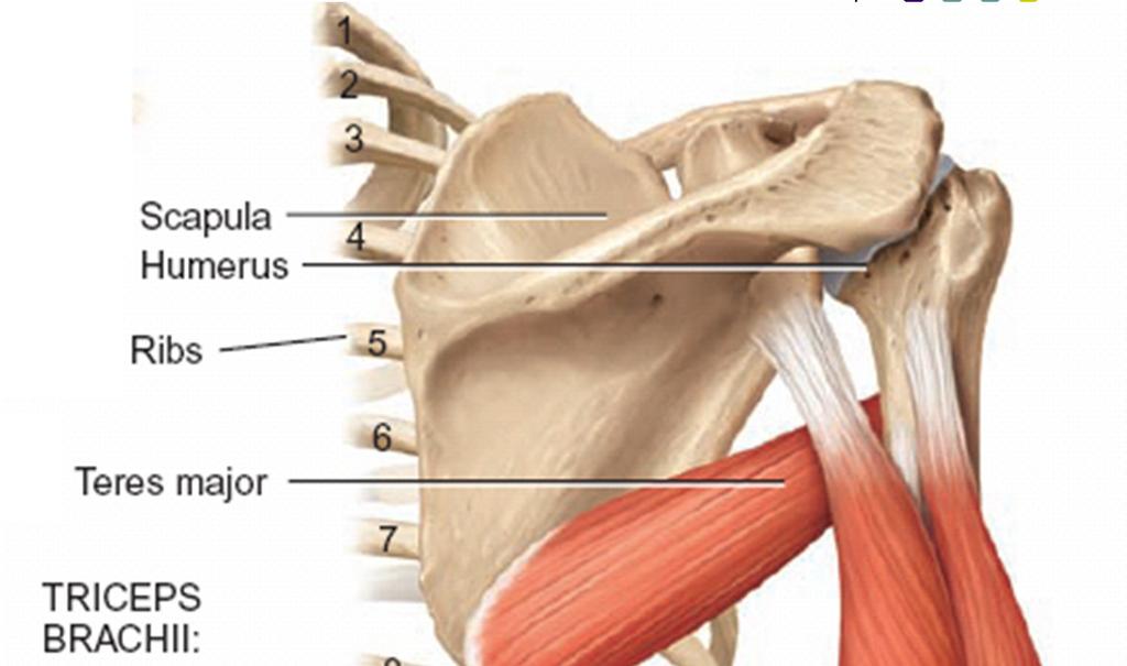 Muscles of the Posterior Fascial Compartment of the Upper arm Triceps brachii Origin of long
