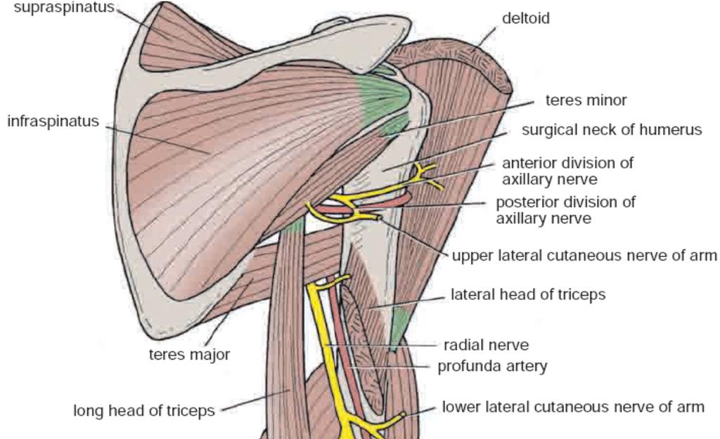Radial Nerve Originate from posterior cord of the brachial plexus The nerve runs around the back of the arm in the spiral groove on the back of the humerus between the heads of the
