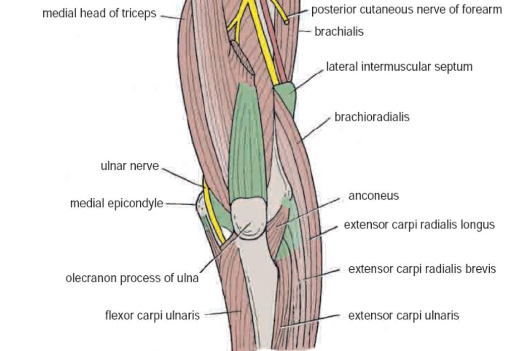 Radial Nerve branches In the axilla: - Long and medial heads of the triceps - Posterior cutaneous nerve of the arm In the spiral groove: - Lateral and medial heads of the triceps and to the anconeus.