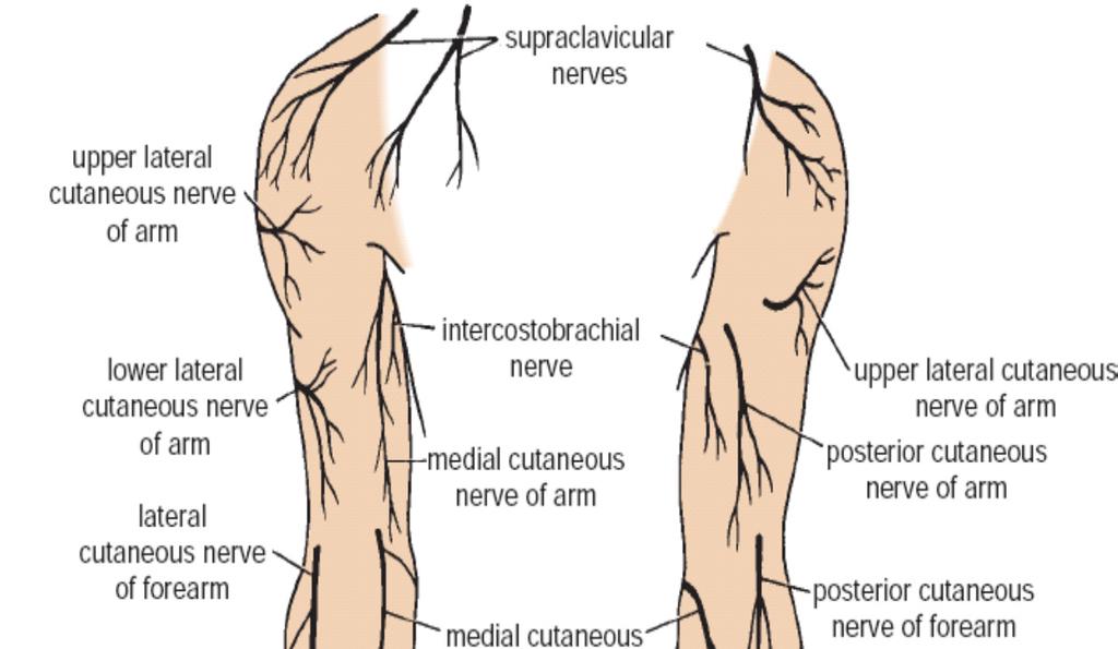 The Upper Arm Superficial Sensory Nerves - Supraclavicular nerves (C3 and 4): skin over the point of the shoulder to halfway down the deltoid muscle - Upper lateral