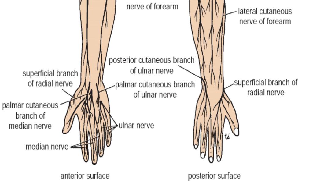 the radial nerve (C5 and 6): The skin over the lateral surface of the arm below the deltoid - Medial cutaneous nerve of the arm (T1) and the intercostobrachial nerves