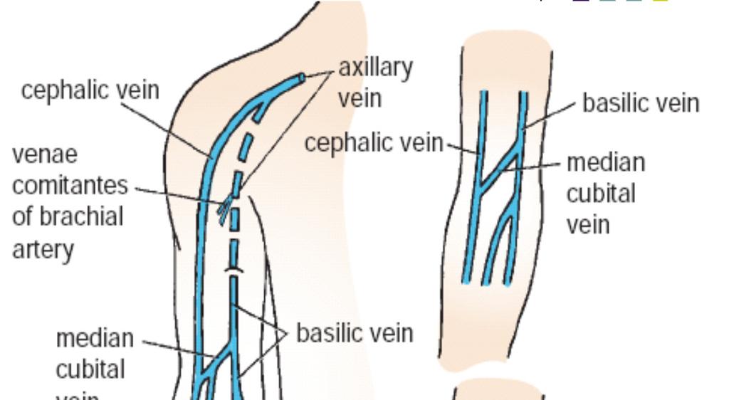 Veins Deep veins: 1- Venae comitantes: accompany all the large arteries 2- The axillary vein.