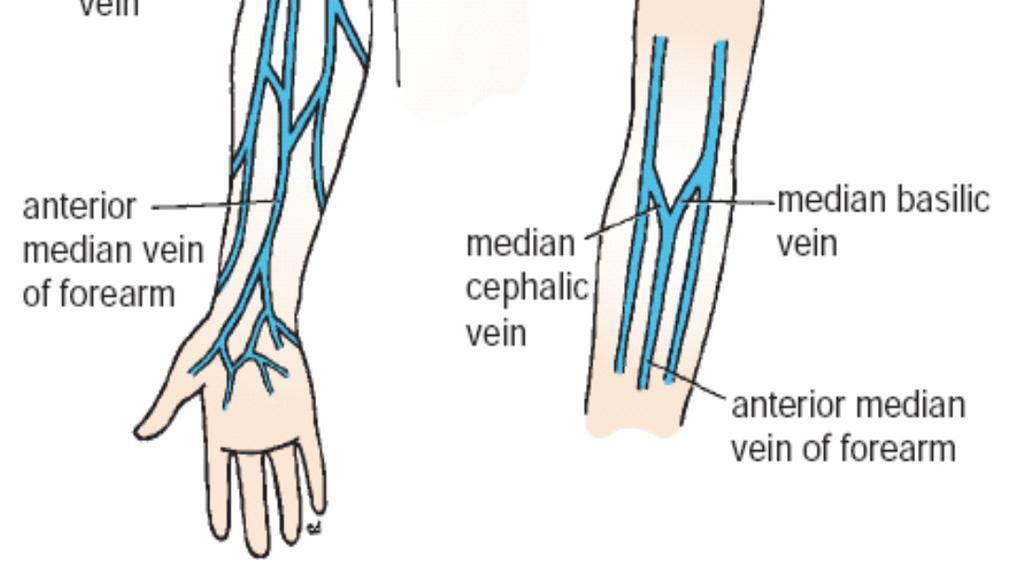 the biceps and, drains into the axillary vein.