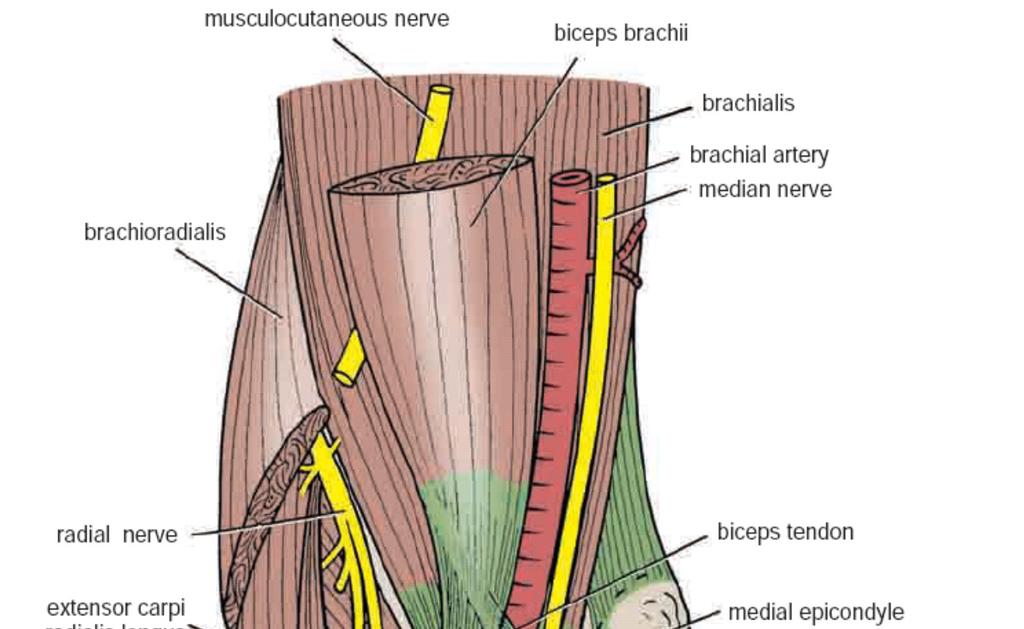 The Cubital Fossa Contents (from the medial to the lateral