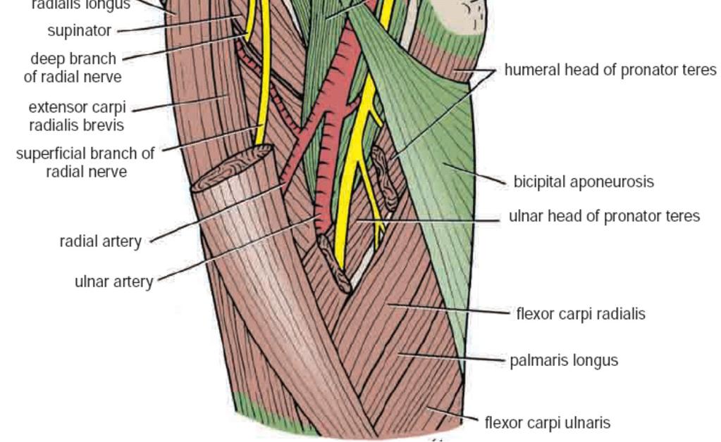 brachial artery into the ulnar and radial arteries 3- The