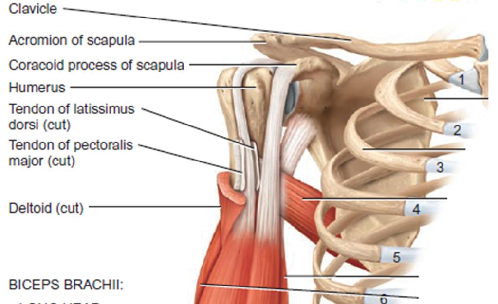 Muscles of the Anterior Fascial Compartment of the Upper arm Biceps brachii Origin of long