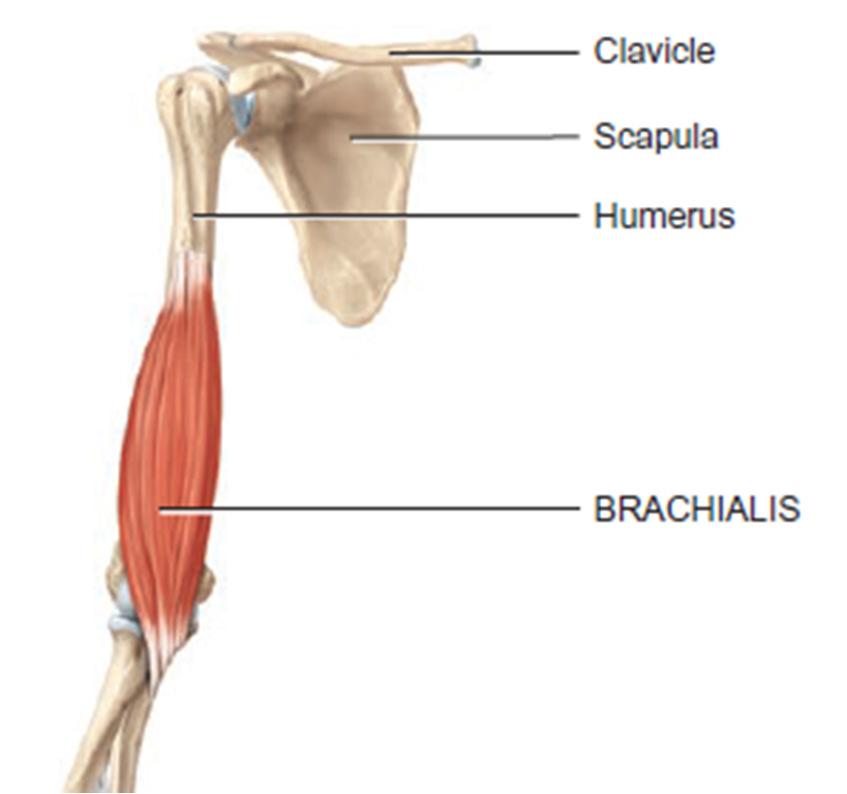 nerve Action: Flexes arm and also weak adductor Brachialis Origin: Front of lower half of