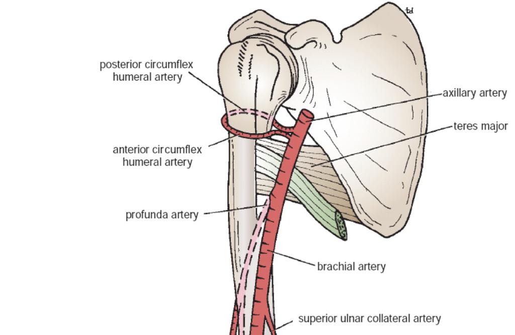 Brachial Artery Branches Muscular branches: to the anterior compartment of the upper arm The nutrient artery: to the humerus The profunda artery: arises near the beginning of the brachial artery and