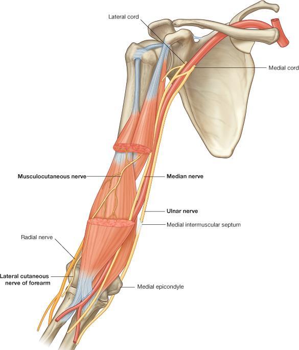 Musculocutaneous nerve Median nerve