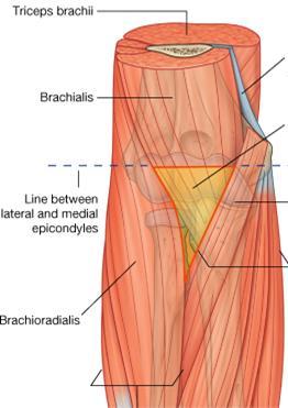 Cubital fossa Brachialis Lateral epicondyle Cubital