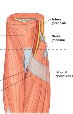 Brachial artery Biceps brachii 外 Tendon (biceps brachii) Radial