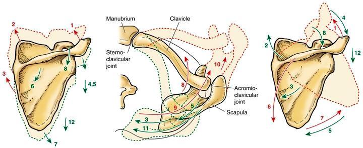 Movements of the scapula (physiological scapulothoracic joint)
