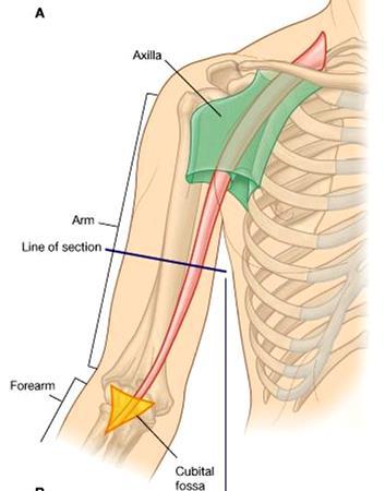 Arm Lateral intermuscular septum