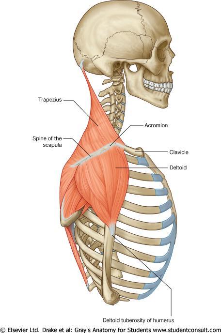 Shoulder Superficial muscles: Trapezius Deltoid scapula and clavicle trunk (pectoral girdle)