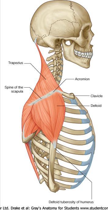 Deltoid Origin: spine of scapula, acromion, lateral 1/3 clavicle Insertion: deltoid tuberosity of humerus Function: anterior part: flexes and medially