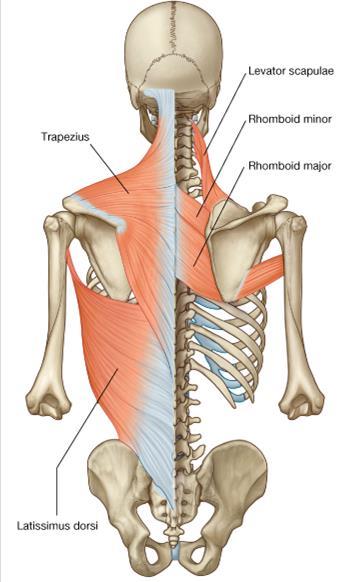 Levator scapulae Origin: transverse processes of C1 to C4 Insertion: scapula: superior angle to root of spine Function: scapula: