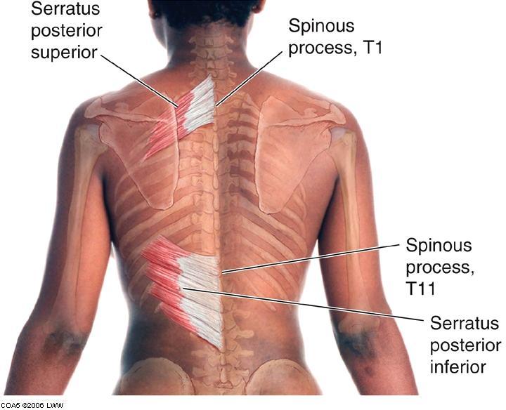 Elevate ribs 2nd to 5th intercostal nerves Serratus posterior superior Origin: nuchal ligament, C7- T3 spinous processes Insertion: superior borders of 2nd