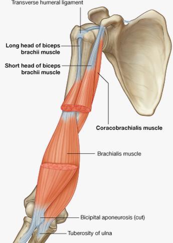 Coracobrachialis Origin: coracoid process (apex) Insertion: mid-shaft of humerus (medial side) Function: helps flex and adduct arm stabilize glenohumeral joint
