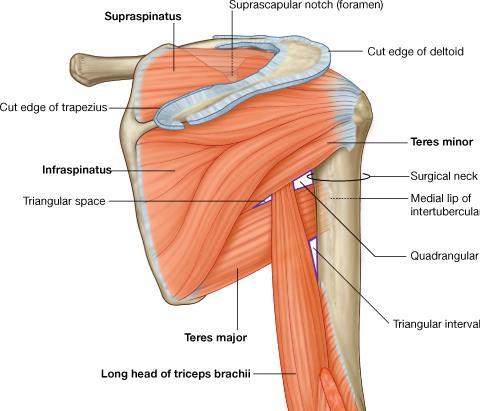 Infraspinatus Origin: Infraspinous fossa (medial 2/3) Insertion: greater tubercle (middle