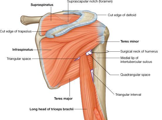 Teres major ( 已教過 ) Origin: Inferior angle (posterior) of scapula Insertion: Medial lip of intertubercular sulcus of