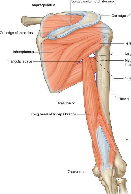 Long head of triceps brachii ( 已教過 ) Origin: Infraglenoid tubercle on scapula Insertion: Olecranon process of